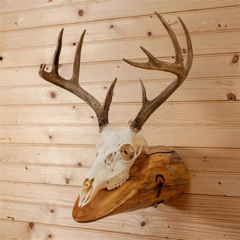 Premier 4X5 9 Point Whitetail Buck Deer Skull & Antlers European Log ...
