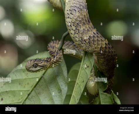 African Hairy Bush Viper Snake (Atheris hispida) on tree branch in ...