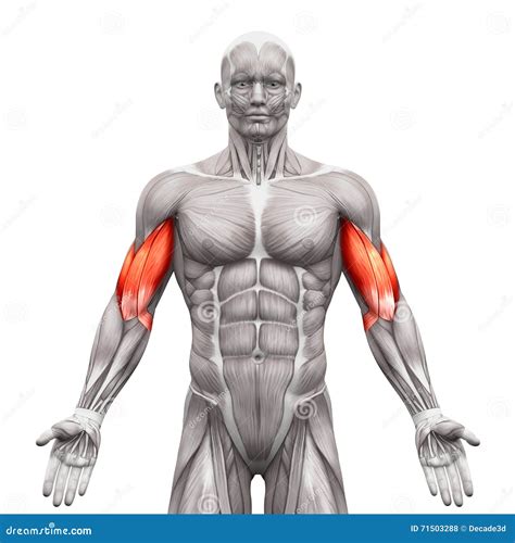 Biceps Muscles - Anatomy Muscles Isolated on White - 3D Illustration ...