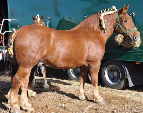 Suffolk Punch - Gateridge Farm Heavy Horse - 64th Fairford Faringdon ...