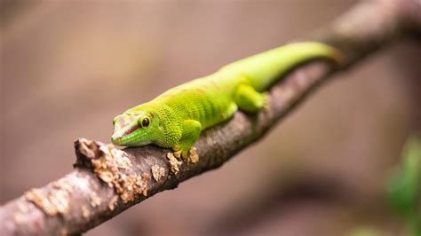Giant day gecko - Korkeasaari