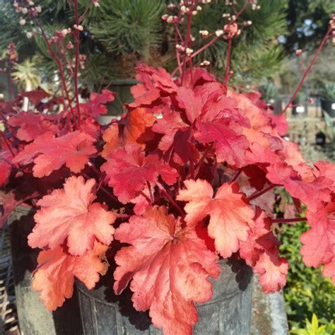 Heuchera 'Fire Alarm' - Coral Bells - Mid Valley Trees