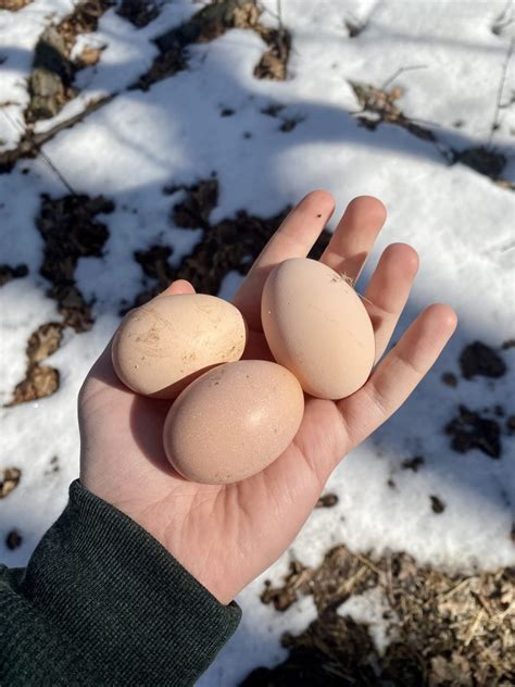 Salmon Faverolle chickens: all you need to know - Heirloom Grown