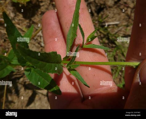 fringed willowherb (Epilobium ciliatum Stock Photo - Alamy
