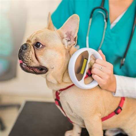 Microshipping | Ensure Safe Return — Brookdale Animal Hospital