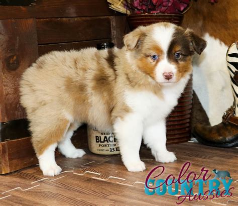 Australian shepherd red merle puppy sales
