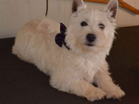 West Highland Terrier For Sale Derby at Nick Colon blog
