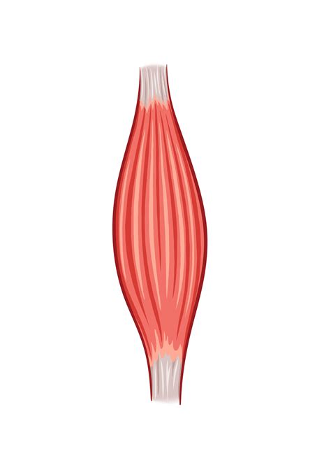 Clip Art Of Muscle Tissue at Martha Brugger blog