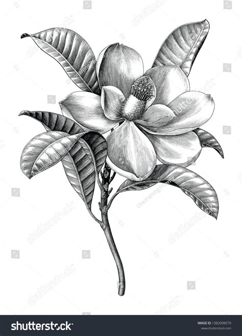 Antique engraving illustration of Magnolia flower twig black and white ...