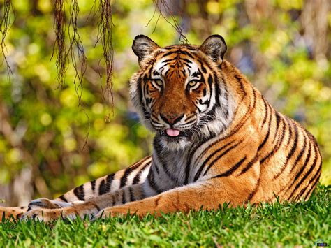 Bengal Tiger | The Life of Animals