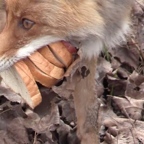 Effects Of Radioactive Pollution On Animals