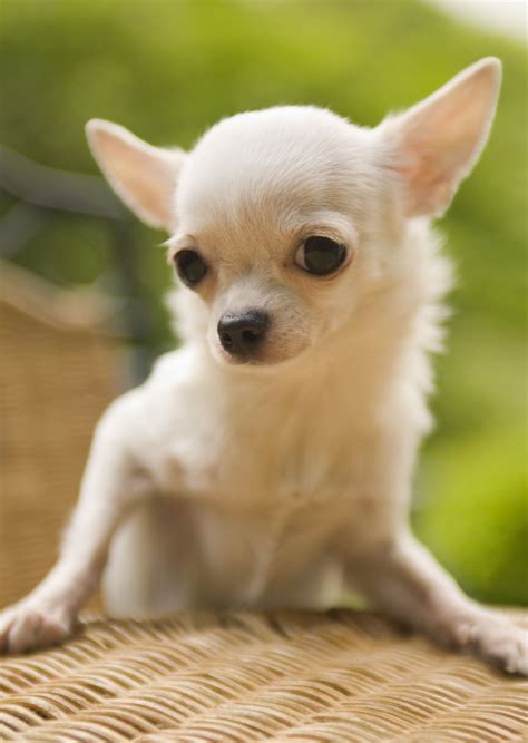 Chihuahua | Cute chihuahua, Chihuahua dogs, Chihuahua