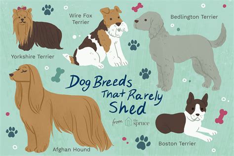 10 Best Dog Breeds That Don't Shed Much