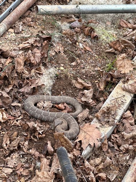 Naga Pro v2 not visible in Synapse 3.0 : r/razer