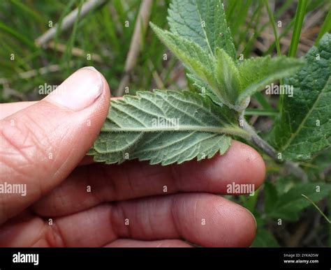 mint family (Lamiaceae Stock Photo - Alamy