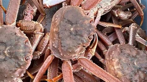 Difference Between Snow Crab And Opilio Crab - Asian Recipe