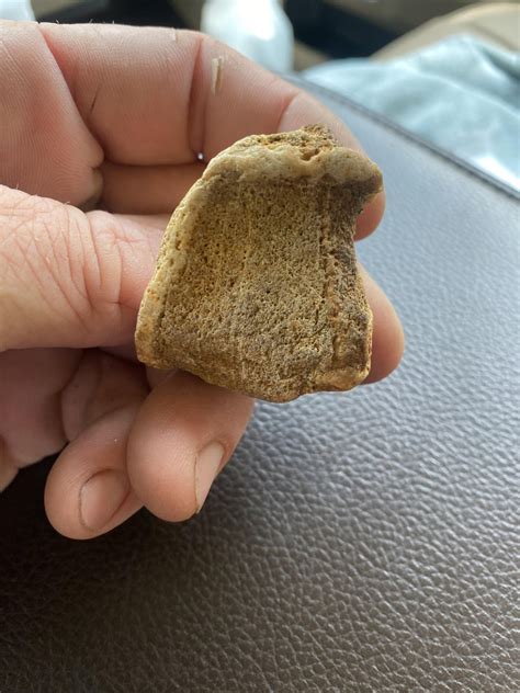 Found this in a bag of river rocks. Looks like a vertebra to me ...