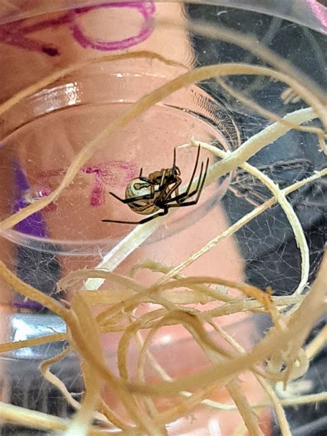 Western black widow ¼"+ UNSEXED JUVENILE – Marshall Arachnids