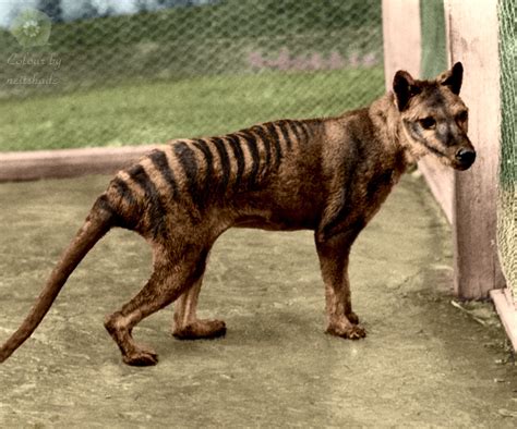Tasmanian Tiger - Extinct Animal in Australia