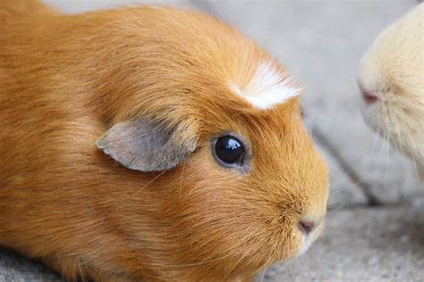 Brown Guinea Pig (Facts, Breed Info & More)