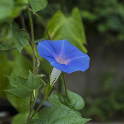 Is the ivyleaf morning-glory poisonous? - PictureThis