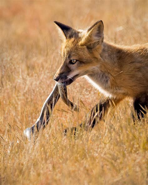 Fennec Fox Eating Snake