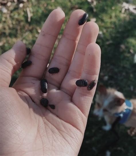 Rolly pollies! :) : insects