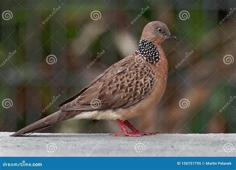 Spotted Dove - Streptopelia Spilopelia Chinensis Small Long-tailed ...