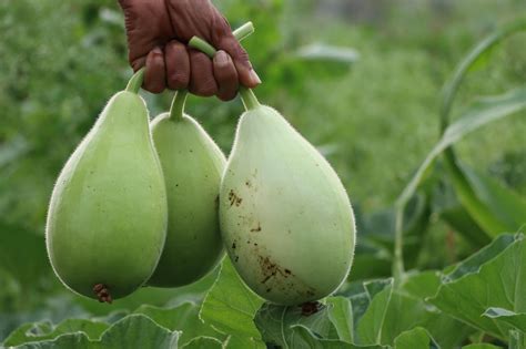 The Versatility of Calabash: Exploring Its Traditional, Spiritual and Economic Uses. – DIBIA ...