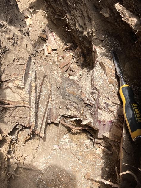 Tree root completely surrounds gas line : r/Home