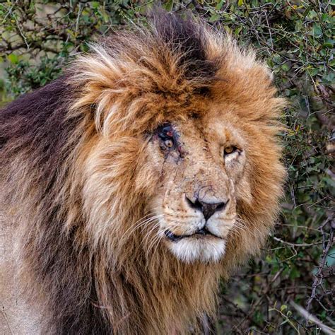 Which Tigers Are Bigger Than Lions? - A-Z Animals