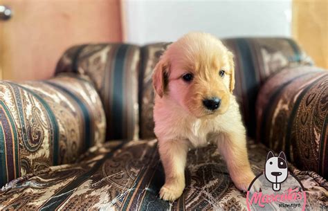 Criadero De Perros Golden Retriever ★| El Mejor Precio Medellín