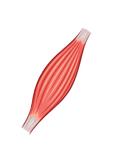 Muscles Clipart at Travis Munoz blog