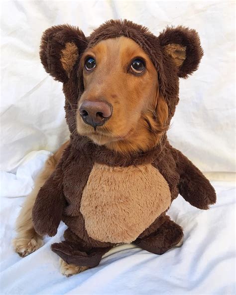 Dog Halloween Costume Dachshund at Mazie Goins blog
