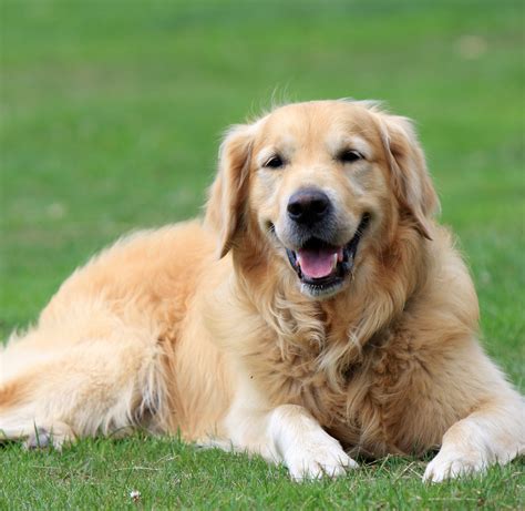 Golden Retriever Dog Free Stock Photo - Public Domain Pictures