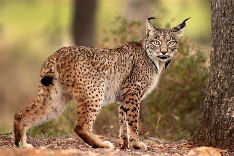 Eurasian Lynx 4,023 Eurasian Lynx Stock Photos, High Res Pictures, And