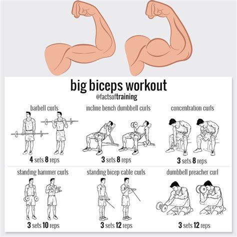 Pin by Girls' favourite ️ on Workout ️ | Big biceps workout, Biceps ...