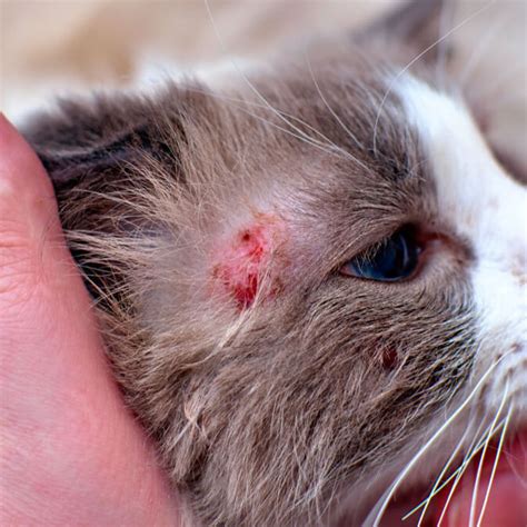 Síntomas, contagio y tratamiento de la tiña en gatos | Mascotario