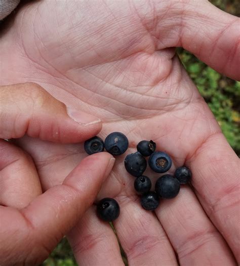 Certified Organic Frozen Wild Blueberries|Bulk 12 x 1kg | Mt. Wilder ...