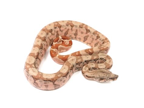 Hogg Island Boa Constrictor by New England Reptile Distributors ...