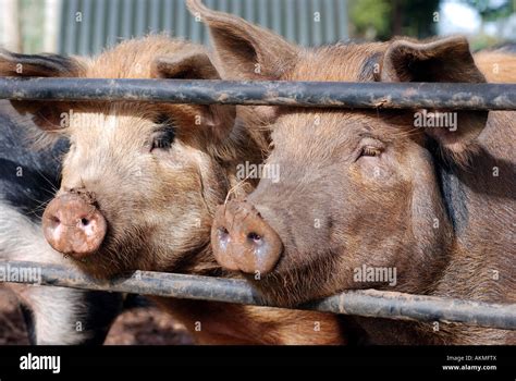 Tamworth-Berkshire cross pigs, UK Stock Photo - Alamy