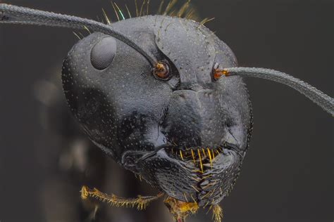 Close-up of an ants face : r/pics