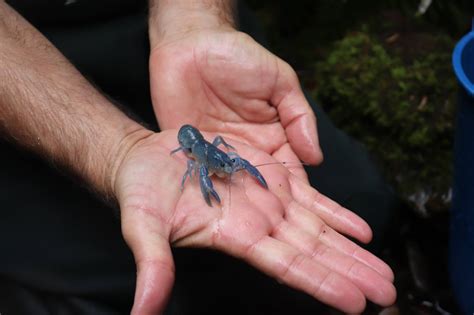 Giant Freshwater Crayfish