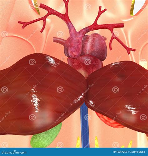 Frog Heart With Circulatory System Royalty-Free Stock Photo ...