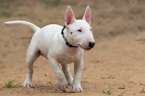 Premium Photo | A white bull terrier puppy is playing on the sand