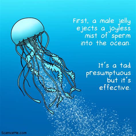 How Do Jellyfish Have Sex? | Science Me
