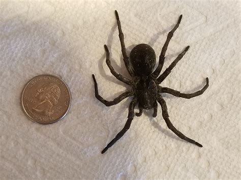 Grounded wolf spider - armorisse