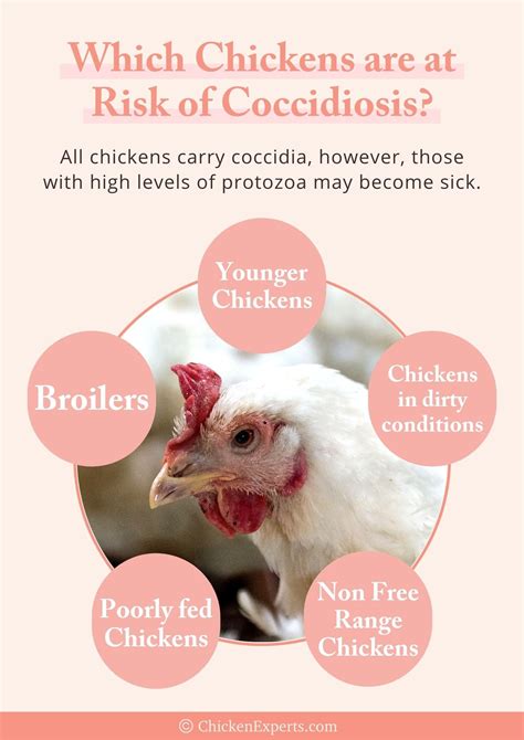 Coccidiosis in Chickens - 💉Prevention, Diagnosis and Treatment Made Ea ...