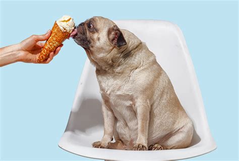 Ice Cream With Dogs at Douglas Wilder blog