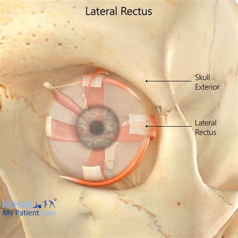 Medical Definition For Lateral Rectus Muscle at Luca Schonell blog
